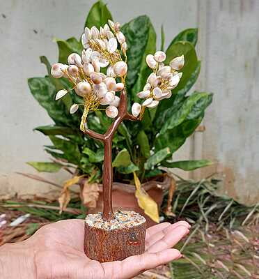 Komathi chakram tree